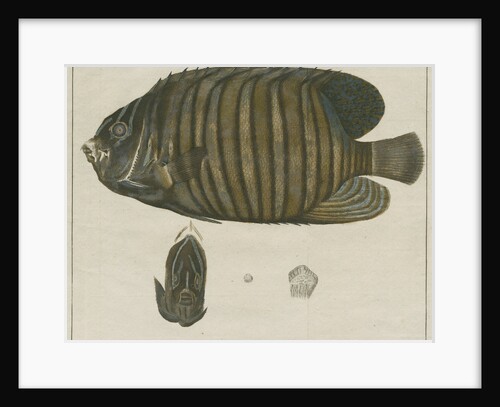 Royal angelfish by F de Bakker