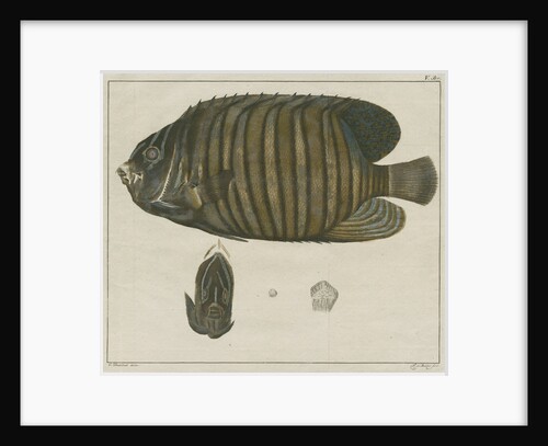 Royal angelfish by F de Bakker