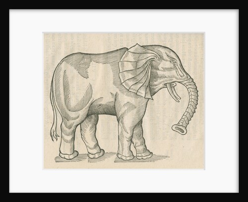 'Figure d'un Elephant' by Anonymous