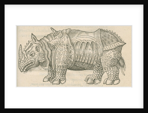 'Figure du Rhinoceros...' by Anonymous