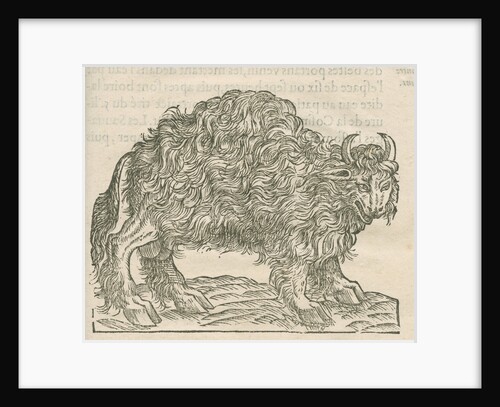 'Figure du Taureau de la Floride' by Anonymous