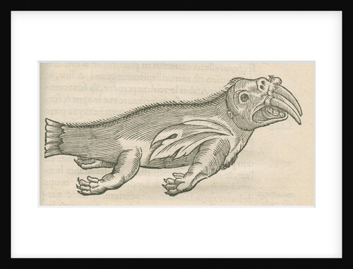 'Figure d'un Elephant de Mer' by Anonymous
