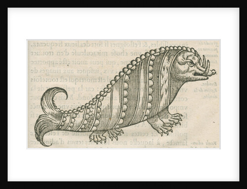 'Figure du Poisson ayant la teste d'un Porc sanglier' by Anonymous