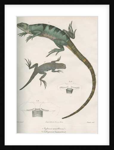 Two lizards of North America by Franke