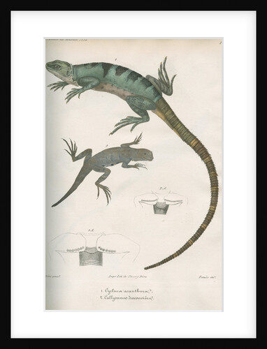 Two lizards of North America by Franke