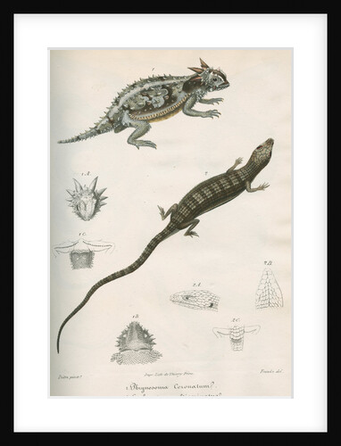 Two lizards of North America by Franke