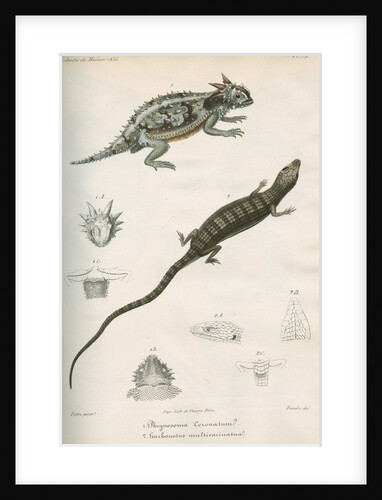 Two lizards of North America by Franke