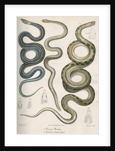 Three snakes of North America by Franke