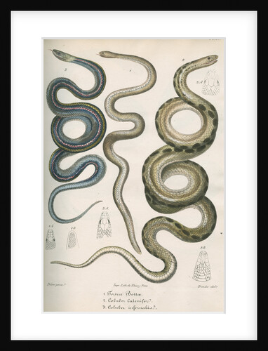 Three snakes of North America by Franke