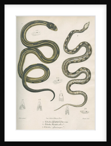 Two snakes of North America by Franke