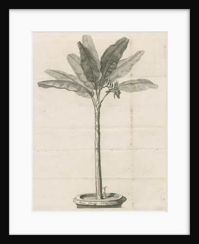 Clifford's banana plant by Anonymous