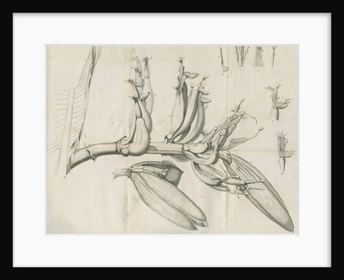 'Musa Cliffortiana' [Clifford's banana plant] by Anonymous