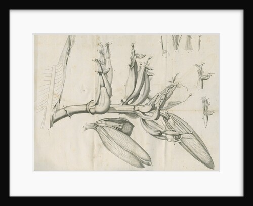 'Musa Cliffortiana' [Clifford's banana plant] by Anonymous