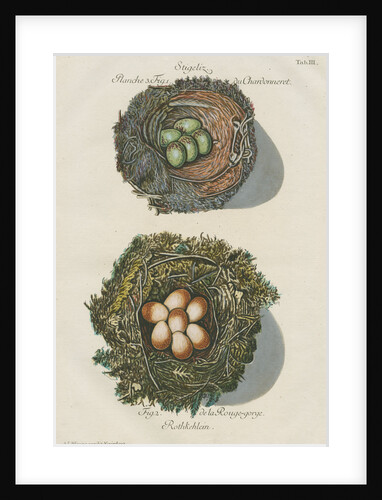 Nests of the Goldfinch and the Robin by Adam Ludwig Wirsing