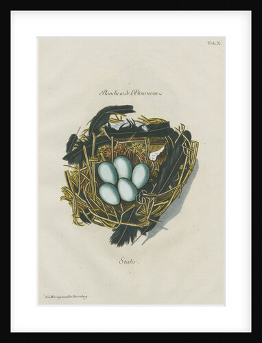 Nest of the Starling by Adam Ludwig Wirsing