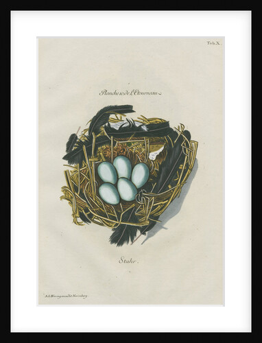 Nest of the Starling by Adam Ludwig Wirsing