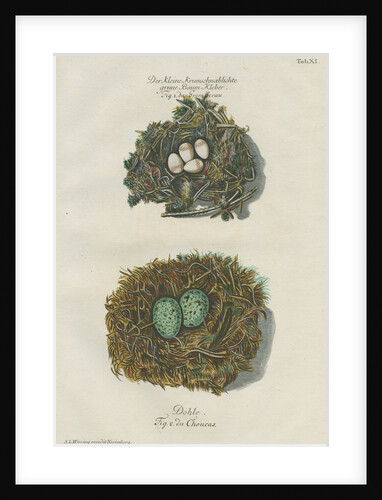 Nests of the Nuthatch and the Jackdaw by Adam Ludwig Wirsing
