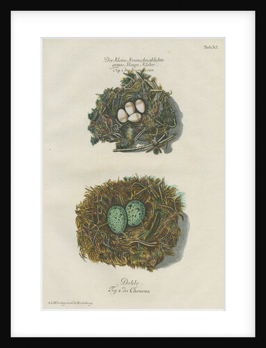Nests of the Nuthatch and the Jackdaw by Adam Ludwig Wirsing