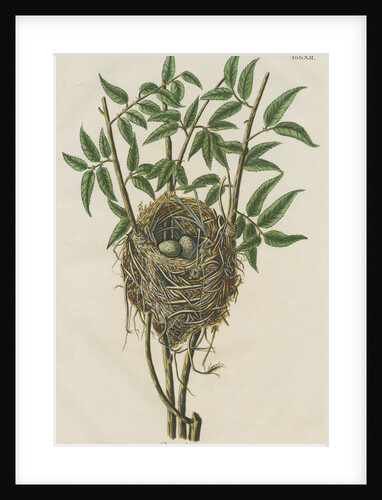 Nest of the Reed warbler by Adam Ludwig Wirsing