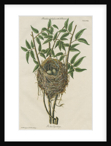 Nest of the Reed warbler by Adam Ludwig Wirsing