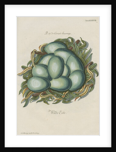 Nest of the Mallard by Adam Ludwig Wirsing