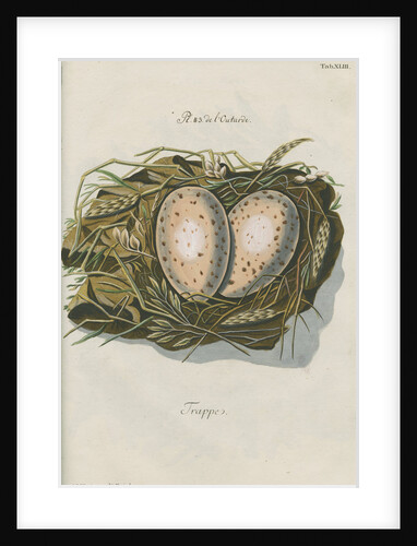 Nest of the Great bustard by Adam Ludwig Wirsing