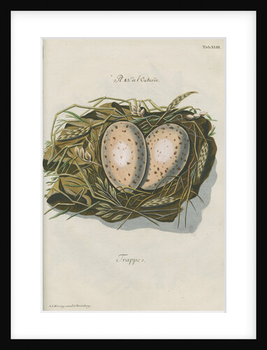 Nest of the Great bustard by Adam Ludwig Wirsing
