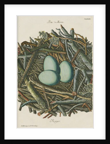 Nest of the Grey heron by Adam Ludwig Wirsing
