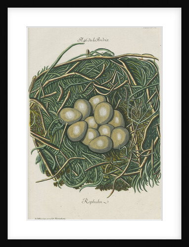 Nest of the Grey partridge by Adam Ludwig Wirsing