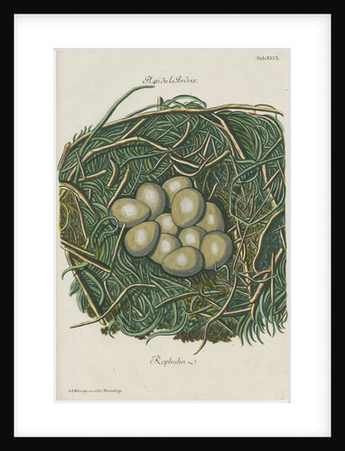 Nest of the Grey partridge by Adam Ludwig Wirsing
