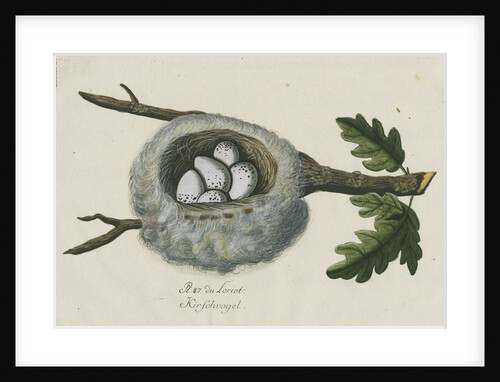 Nest of the Golden oriole by Adam Ludwig Wirsing