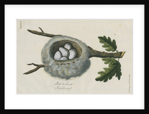 Nest of the Golden oriole by Adam Ludwig Wirsing