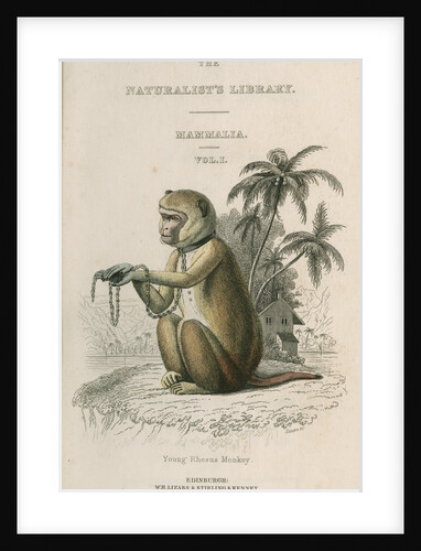 'Young Rhesus Monkey' by William Home Lizars