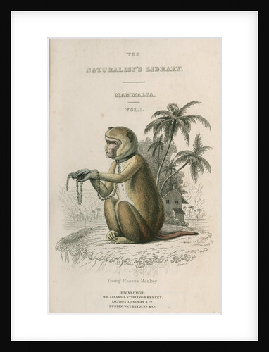 'Young Rhesus Monkey' by William Home Lizars
