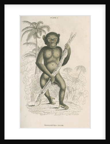 'Troglodytes niger' [Chimpanzee] by William Home Lizars