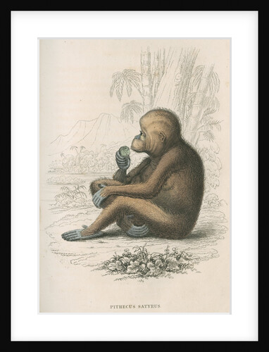 'Pithecus satyrus' [Orangutan] by William Home Lizars