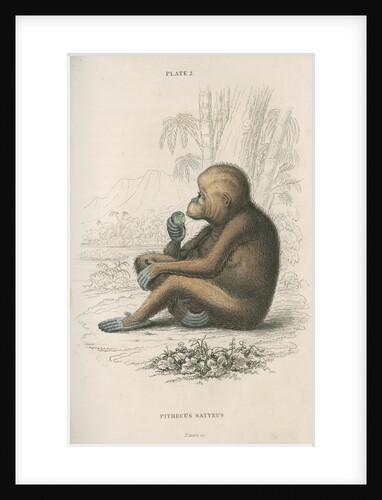 'Pithecus satyrus' [Orangutan] by William Home Lizars