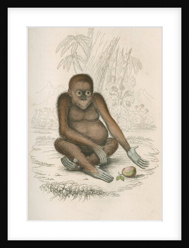 'Pithecus satyrus' [Orangutan] by William Home Lizars