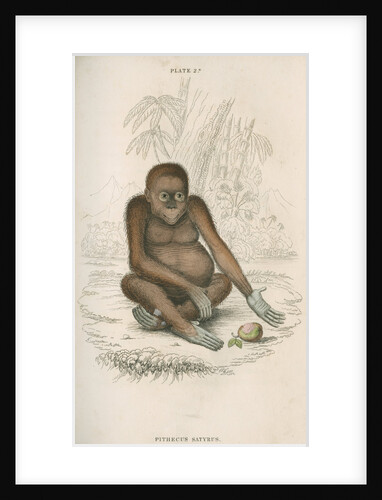'Pithecus satyrus' [Orangutan] by William Home Lizars