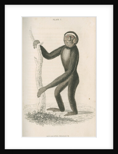 'Hylobates hoolock' [Hoolock gibbon] by William Home Lizars