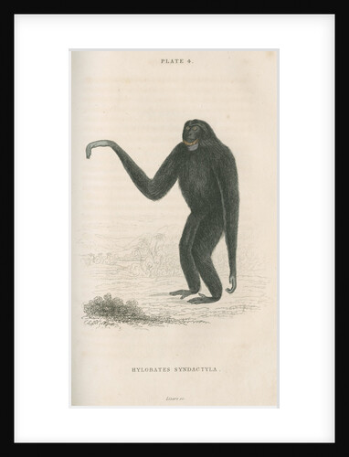 'Hylobates syndactyla' [Siamang gibbon] by William Home Lizars