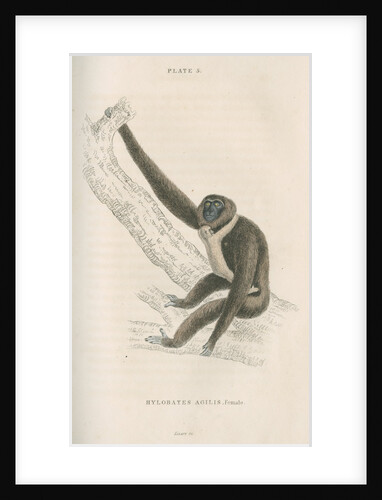 'Hylobates agilis' [Agile gibbon] by William Home Lizars