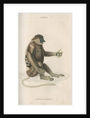 'Nasalis larvatus' [Proboscis monkey] by William Home Lizars