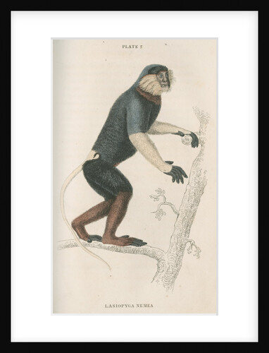 'Lasiopyga nemea' [Douc monkey] by William Home Lizars