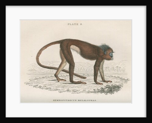 'Semnopithecus melalophas' [Mitred leaf monkey] by William Home Lizars