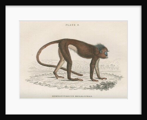 'Semnopithecus melalophas' [Mitred leaf monkey] by William Home Lizars