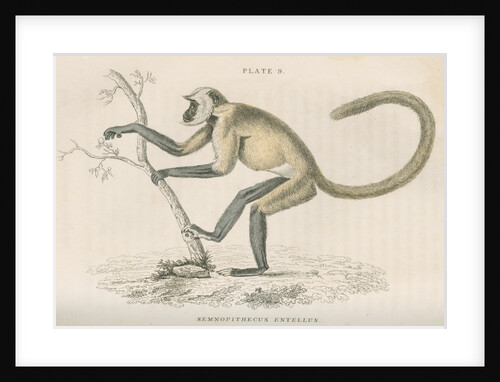 'Semnopithecus entellus' [Grey langur] by William Home Lizars