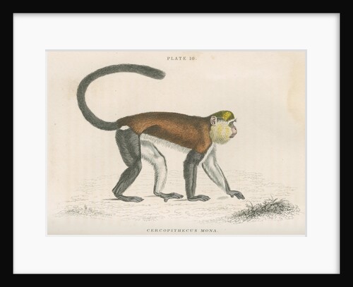 'Cercopithecus mona' [Mona monkey] by William Home Lizars