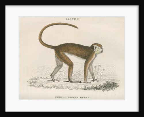 'Cercopithecus ruber' [Red monkey] by William Home Lizars