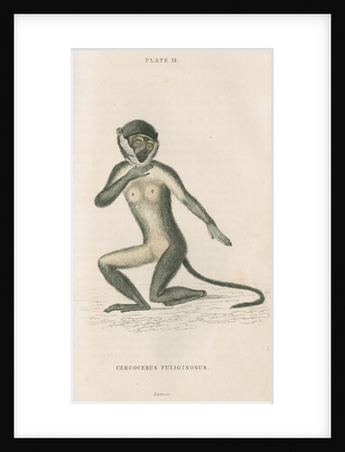 'Cercocebus fuliginosus' [White-eyelid mangabey] by William Home Lizars